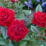 Молд - лист садовой розы, маленький, 4,9*8,4см