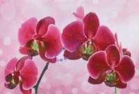 Алмазная вышивка "Орхидея" 26*36 см