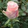 Молд - лепесток розы (2), 5*5,5см